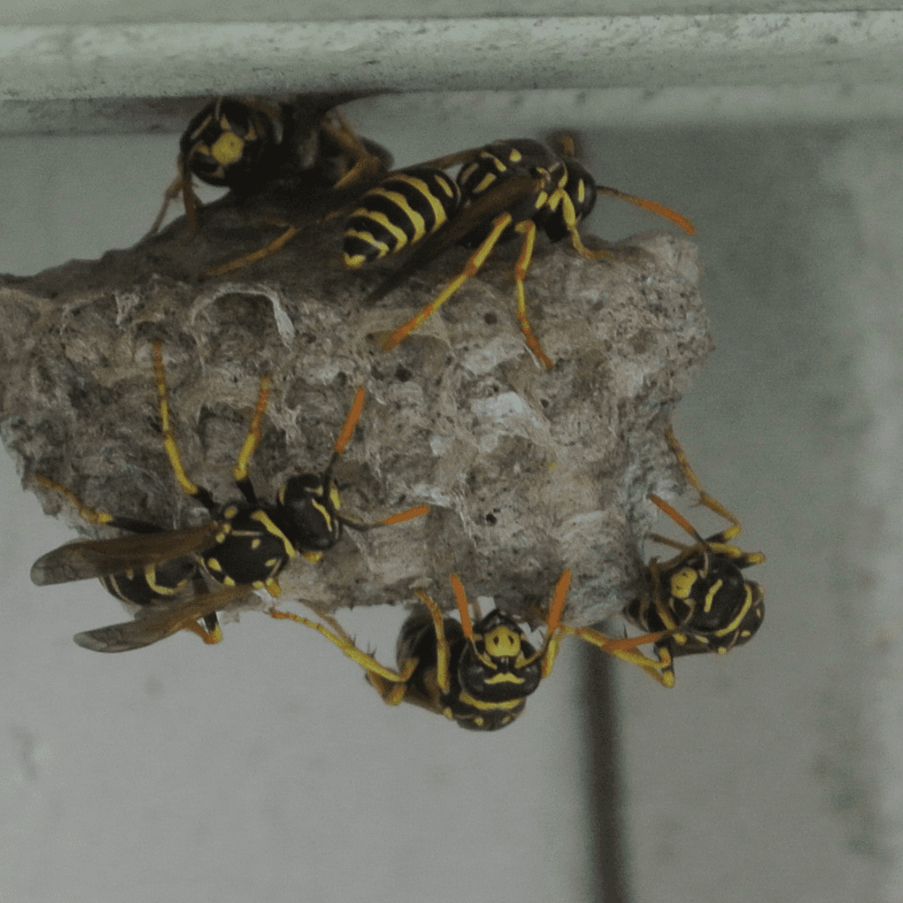 image d'un nid de guêpes