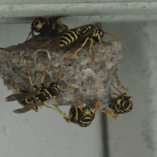 image d'un nid de guêpes